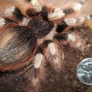 N. coloratovillosus Female