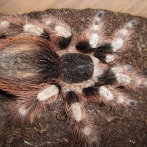 N. coloratovillosus Female