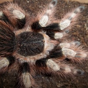 N. coloratovillosus Female