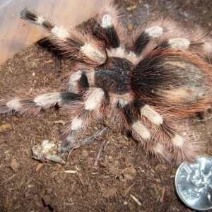 N. coloratovillosus Female