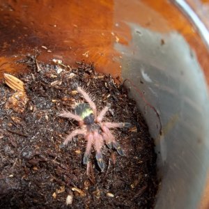 E. cyanognathus Spiderling