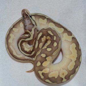 2012 Butter Pastel