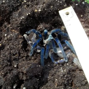 H. lividum Female