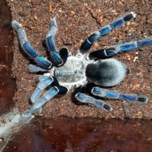 H. lividum Female