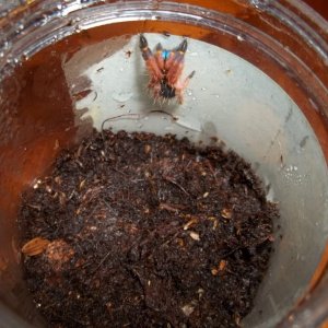 E. cyanognathus Sling