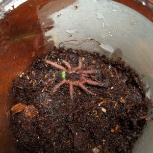 E. cyanognathus Sling