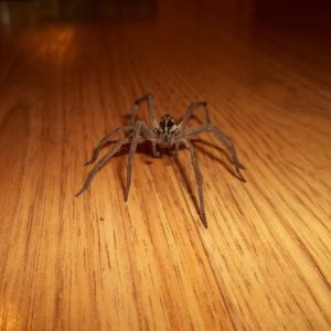 Unknown Wolf Spider