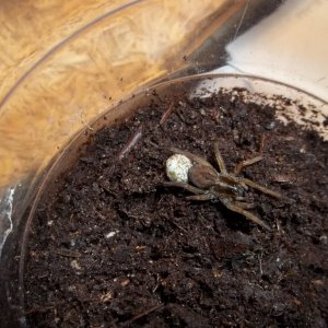 Unknown Wolf Spider w/Egg Sac