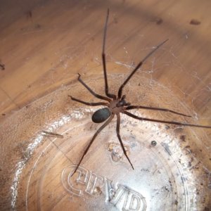 L. reclusa