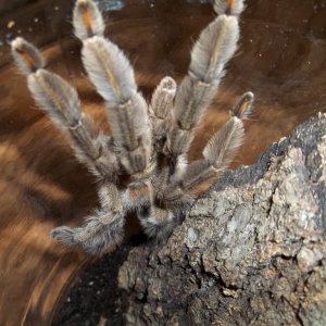 P. cambridgei Male