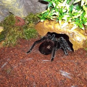 S. rubronitens Female