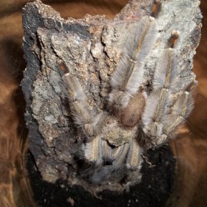P. cambridgei Male