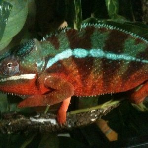 panther cham