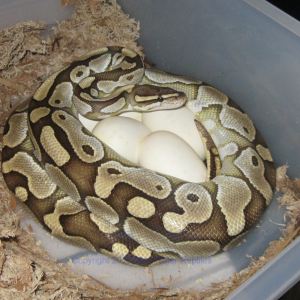 Delilah on eggs 4-17-2013
