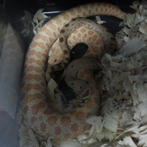 We Have Just Recently Bred This Two Beauties