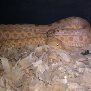 We Have Just Recently Bred This Two Beauties