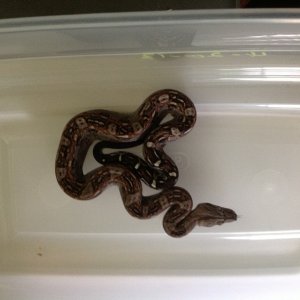 2013 Aztec / Hytec Litter