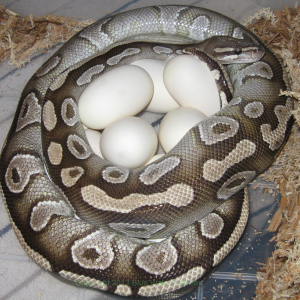 Bella's Eggs