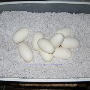 Bella's Eggs