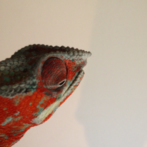 photo_3