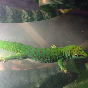 Male Grandis Pair