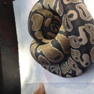 Vpi Axanthic het Pied Pie Bald