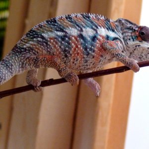 mrrainbowbaby