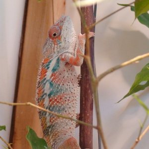 mrrainbowbaby1