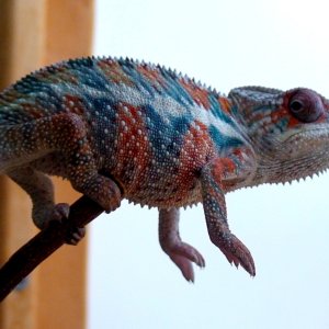 mrrainbowbaby123