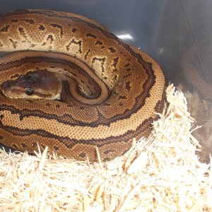 Cinnapin
