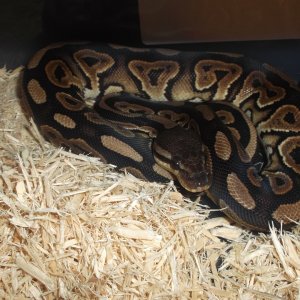 cinnamon