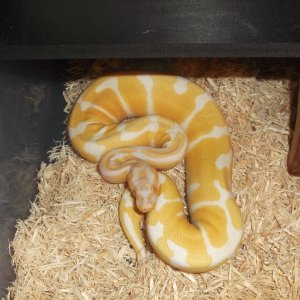 albino genetic banded