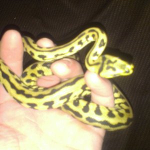 Jaguar carpet python