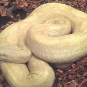 Albino boa