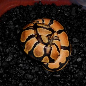 2013 Orange Dream Female1