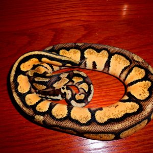 700gr Pastel Orange Dream