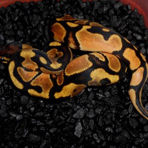 2013 Orange Dream Male2