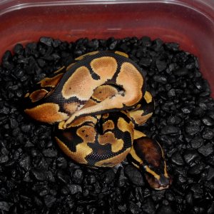 2013 Orange Dream Male3 -SOLD