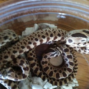 Red / blonde Western Hognose