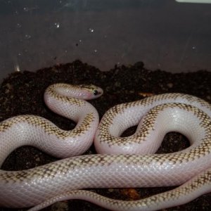 Female White-Wall Speckled Kingsnake