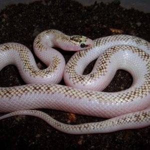 White-Wall Speckled Kingsnake