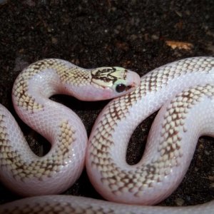Female White-Wall Speckled Kingsnake