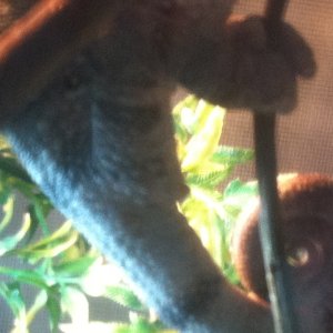 Need to identify male or female ambilobe