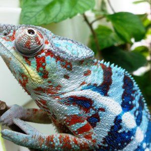 Blue Tiger