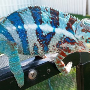Blue Tiger