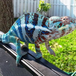 Blue Tiger