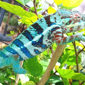 Blue Tiger