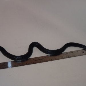 Accidental hybrids Mexican Black King X Black Milk Snake