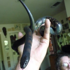 Accidental hybrids Mexican Black King X Black Milk Snake