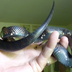 Accidental hybrids Mexican Black King X Black Milk Snake